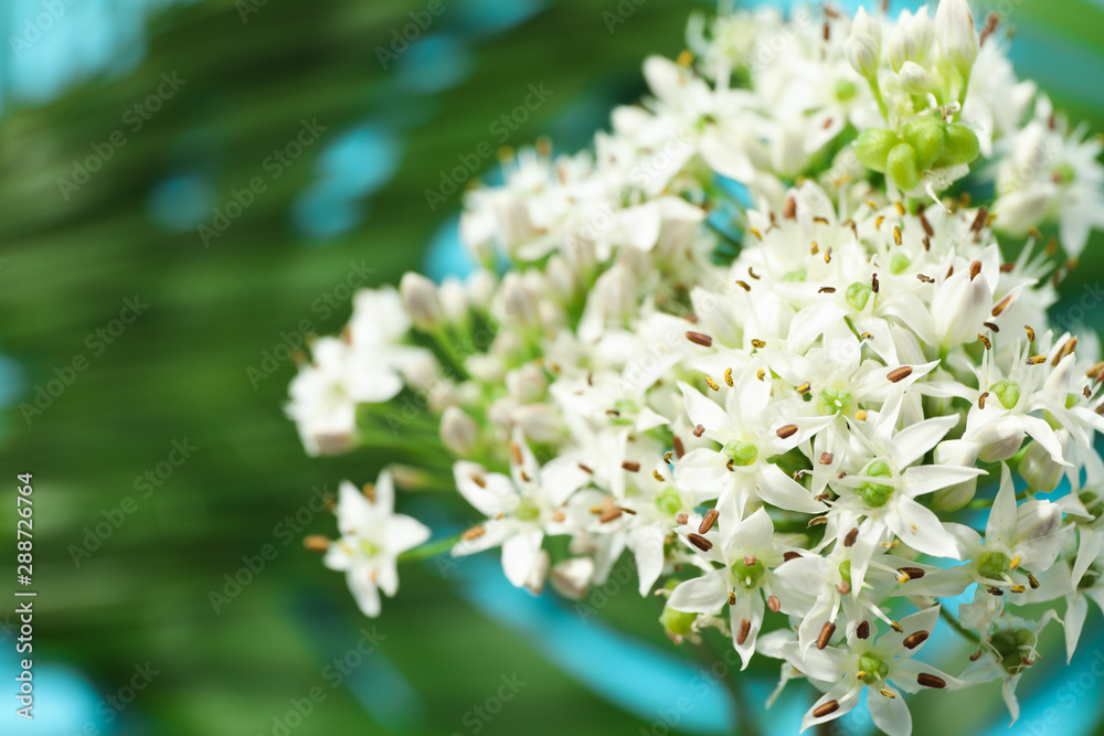 Allium flower on blurred background of palm leaves, closeup Allium flower on blurred background of palm leaves, closeup
