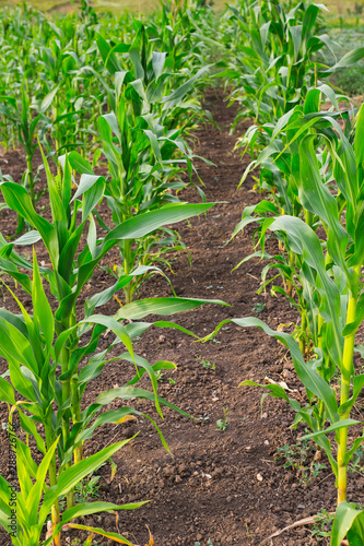 Summer garden corn