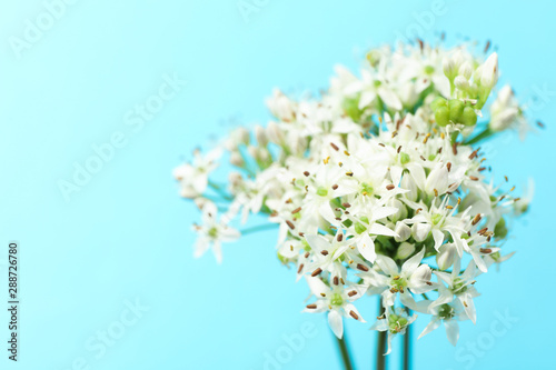 White allium flowers on blue background, copy space