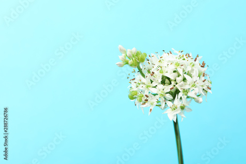 White allium flowers on blue background, copy space