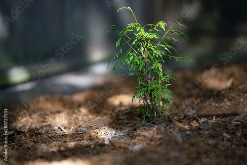 Young green cedar tree growing in British Columbia Canada