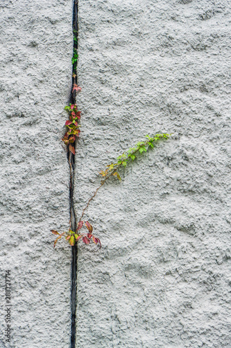 a plant of two twigs of green and red makes its way between two concrete slabs in the wall