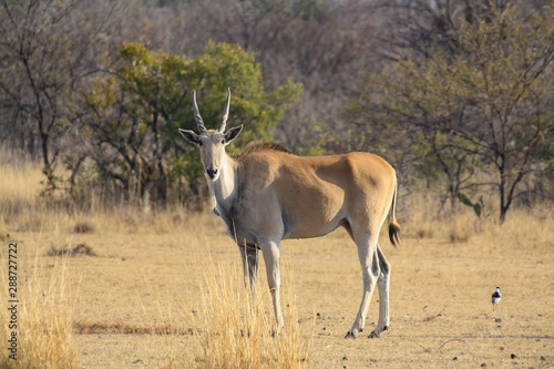 Common Eland (Taurotragus oryx) in South Africa © Rob