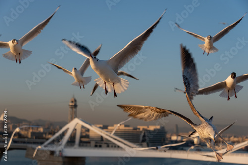 seagulls flying in the Mediterranean sea with background of sky and clouds