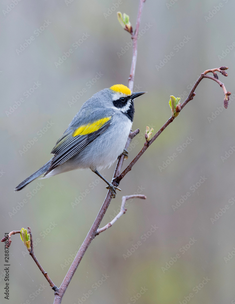 Golden-winged Warbler, on territory during migration in Upper Peninsula, Northern Michigan Golden-winged Warbler, on territory during migration in Upper Peninsula, Northern Michigan