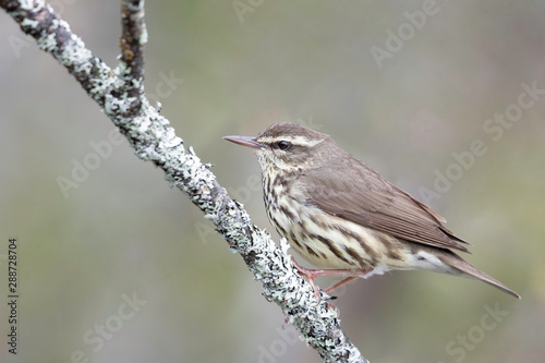 Northern Waterthrush, Northern Michigan, USA photo