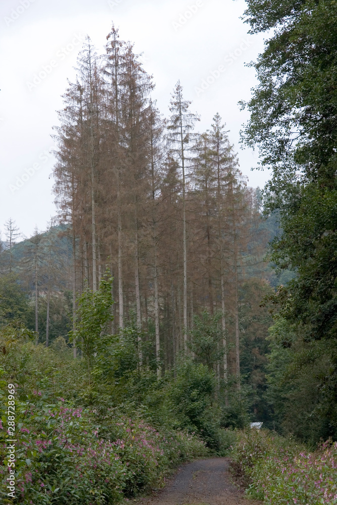 Waldsterben 2 Waldsterben 2