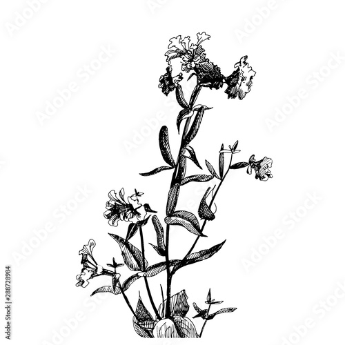 Vector graphic drawing: Flowers drawn with ink pen.