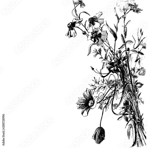 Vector graphic drawing of wild flowers, card with space for text.