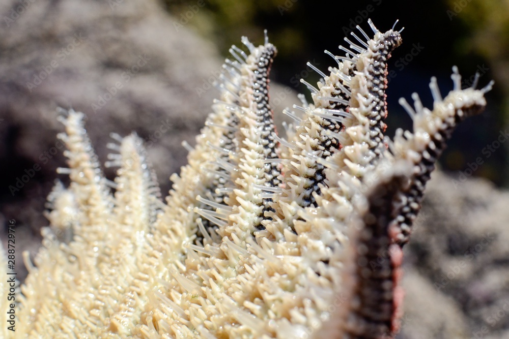 Specimen of Heliaster Helianthus, a multiarmed starfish. Detail of the
