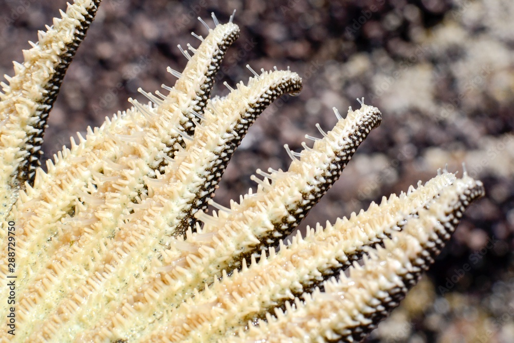Naklejka premium Specimen of Heliaster Helianthus, a multi-armed starfish. Detail of the underside and the podia (tube feet).