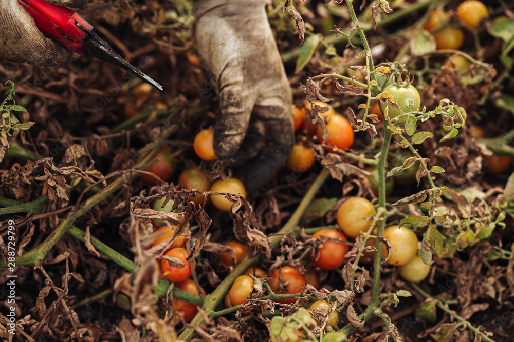 PUGLIA / ITALY - AUGUST 2019: Cultivation of cherry tomatoes in Puglia, south of Italy PUGLIA / ITALY - AUGUST 2019: Cultivation of cherry tomatoes in Puglia, south of Italy