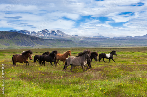 Icelandic horses running at the grass field, Iceland. © Eugene Ga