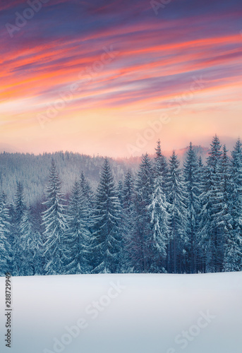 Dramatic winter scene in the Сarpathian mountain