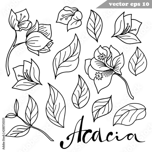 Simple vector hand drawn acacia flowers set