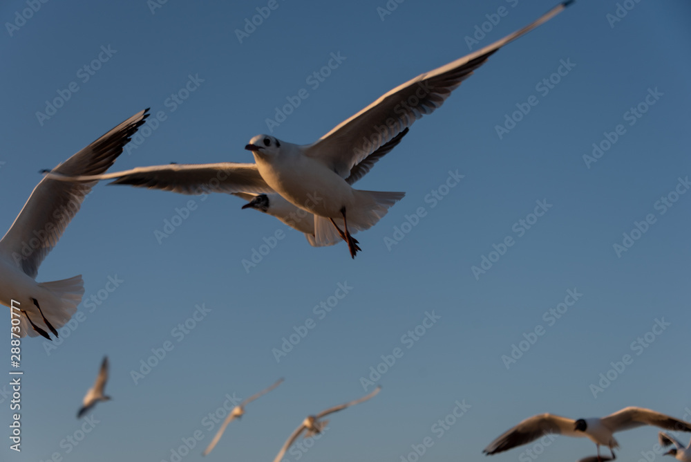 Obraz premium seagulls flying in the Mediterranean sea with background of sky and clouds