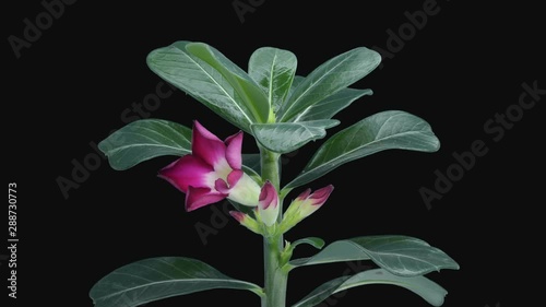 Time-lapse of growing and blooming Adenium plant 1b1 in PNG+ format with ALPHA transparency channel isolated on black background. Other names of Adenium are: Desert Rose, Mock Azalea, Impala Lily and  photo