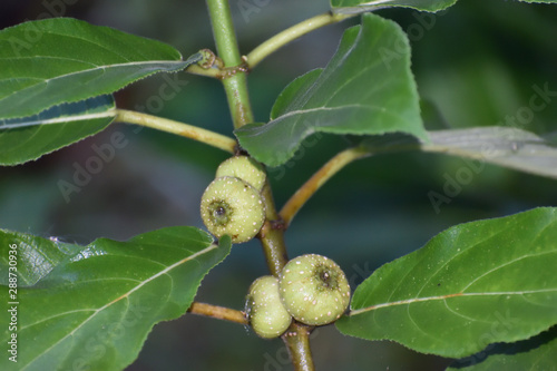 figs on a tree or fig fruit