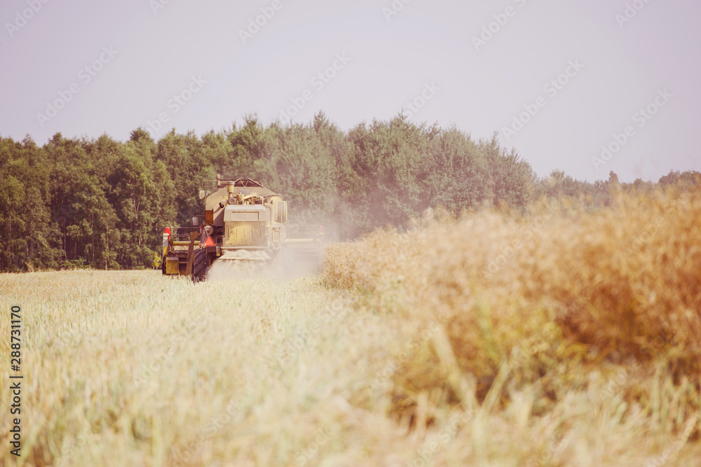 Fototapeta premium Combine harvesting the rape field
