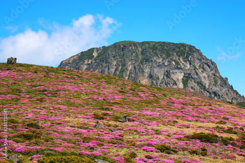 제주에 있는 한라산의  풍경이다. photo