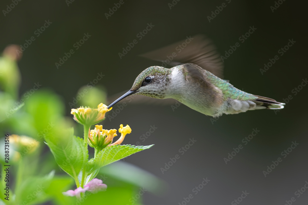 Obraz premium Morning Treat