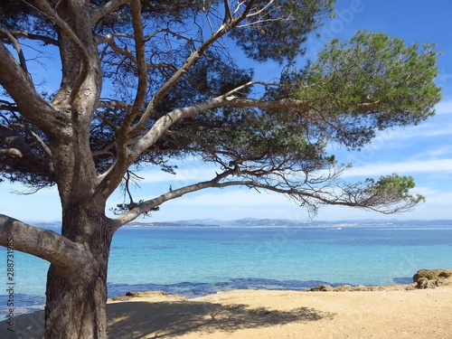 Fototapeta Naklejka Na Ścianę i Meble -  Île de Porquerolles, pin sur une plage au bord de l’eau bleu turquoise de la mer méditerranée (France)