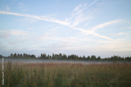 Fog in the field after sunset on a summer evening © Andrey