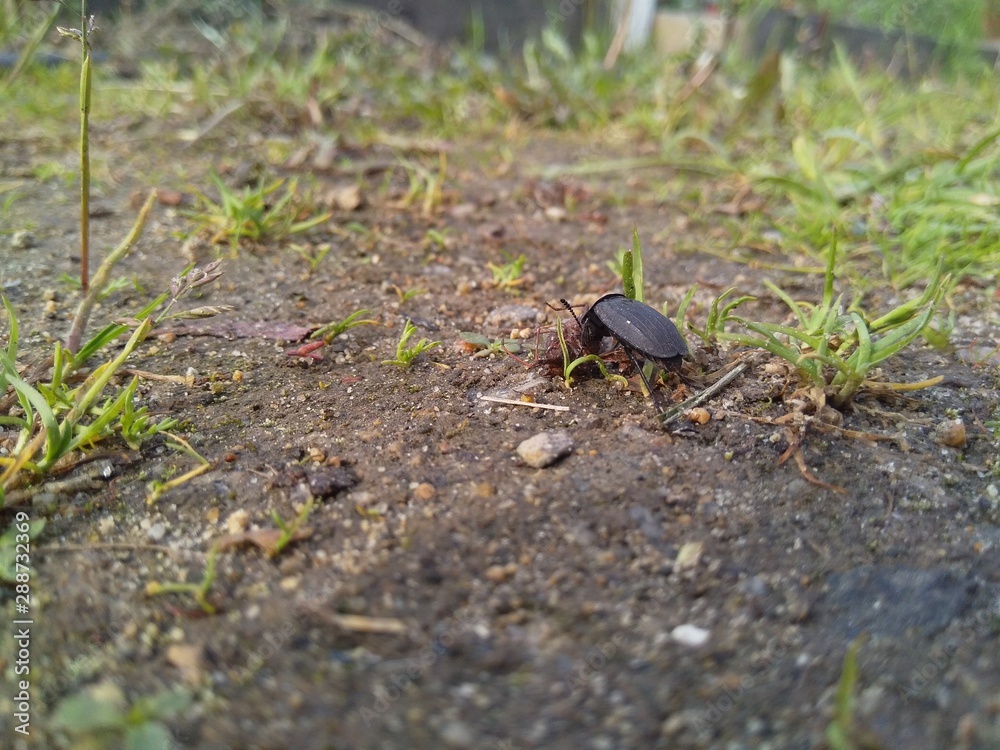 Pterostichus (Morphnosoma) melanarius, beetle in the nature. Pterostichus (Morphnosoma) melanarius, beetle in the nature.