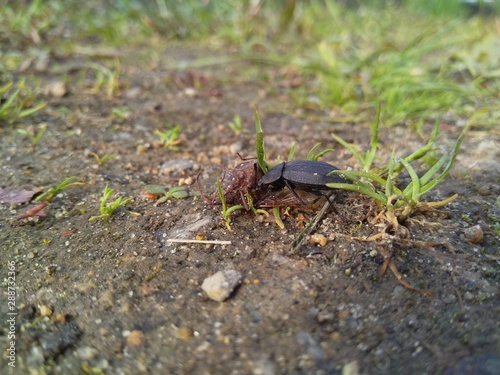 Pterostichus (Morphnosoma) melanarius, beetle in the nature. photo