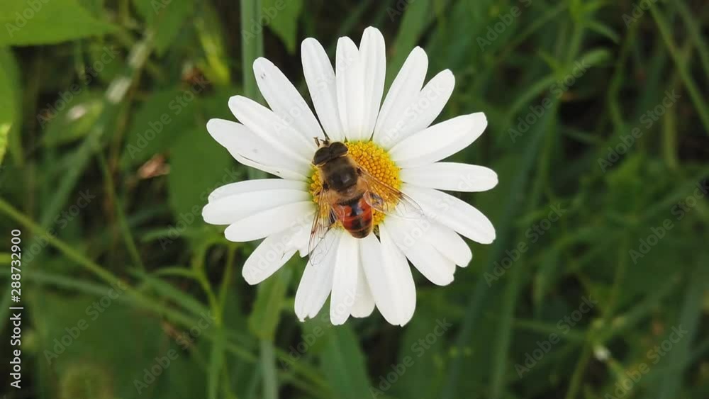 Hard working bee gathering pollen.Beautiful bee gathering pollen and nectar. Hard working bee gathering pollen.Beautiful bee gathering pollen and nectar.
