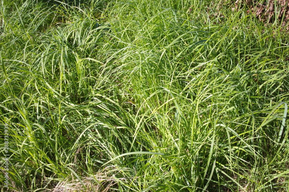Green grass on a summer day