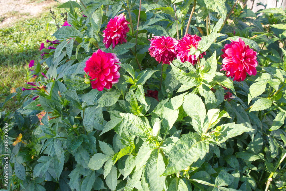 red flowers on a sunny summer morning
