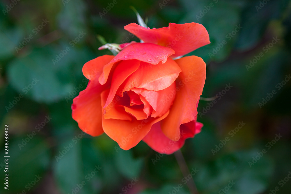 Red rose bursting into flower Red rose bursting into flower