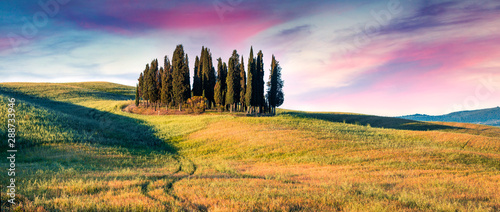 Colorful spring sunrise with small cypress forest among the field of wheat. Berautiful morning panorama of Tuscany  Italy  Europe. Beauty of nature concept background.