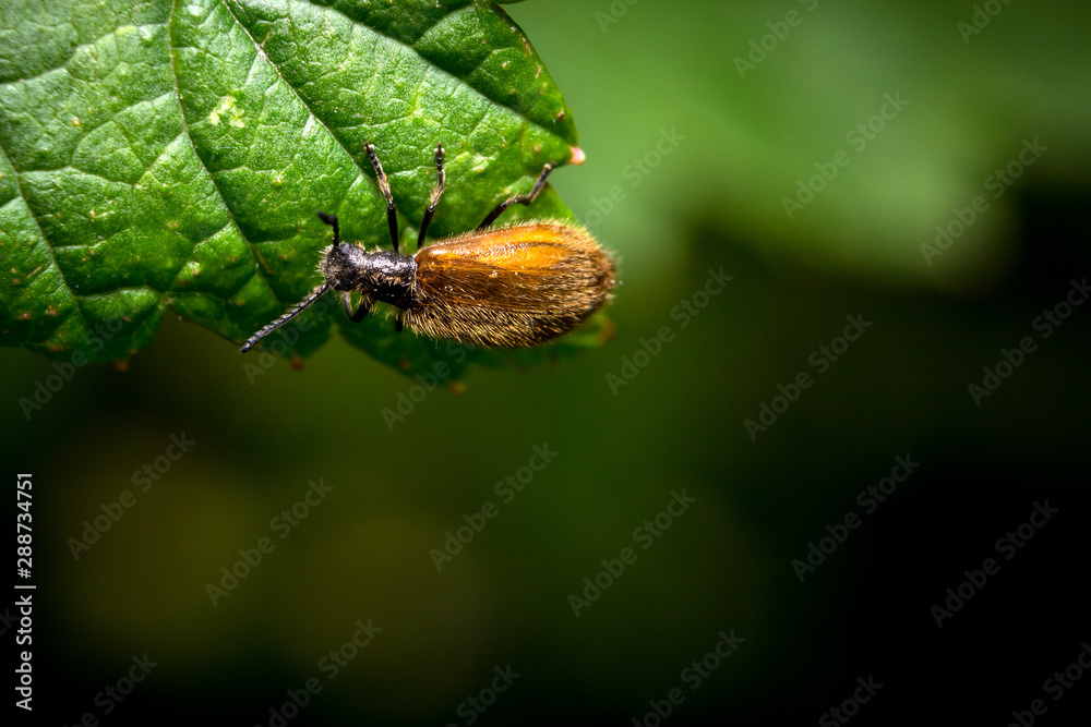 Naklejka premium brown beetle on a leaf of currant