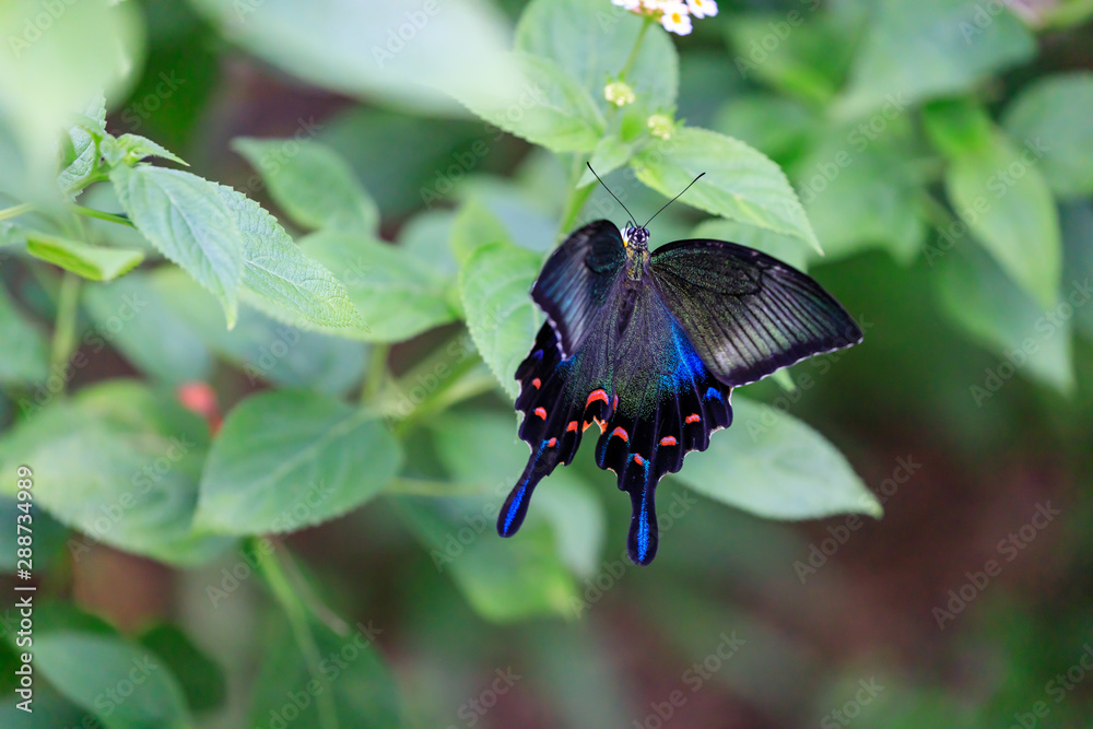 Fototapeta premium カラスアゲハ (Crow Swallowtail)