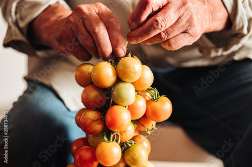 PUGLIA / ITALY - AUGUST 2019: The old tradition of hanging cherry tomatoes on the wall to preserve them for wintrr time in the south of Italy