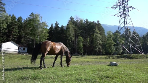 Beautiful, well-groomed horses in the stable and pasture 4 photo
