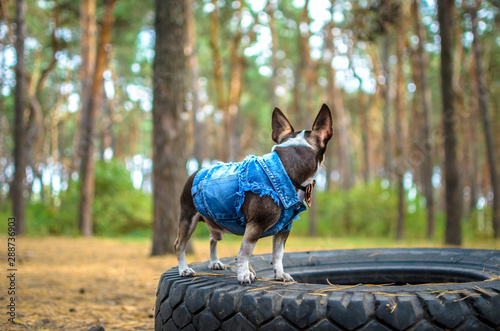 Chihuahua in a jeans performs commands to stand