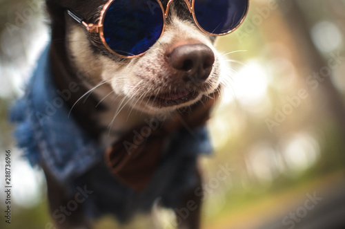Stylish chihuahua with glasses