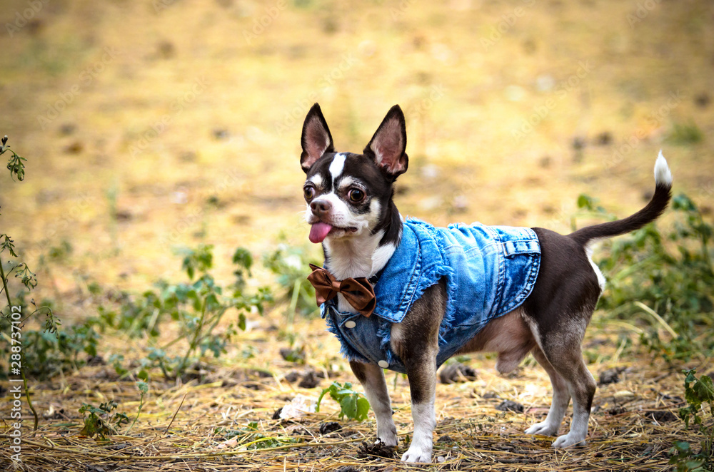 Fashionable chihuahua dog in clothes runs through the forest Fashionable chihuahua dog in clothes runs through the forest