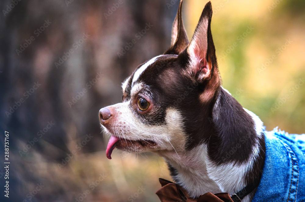 Portrait of a chihuahua on a forest background Portrait of a chihuahua on a forest background