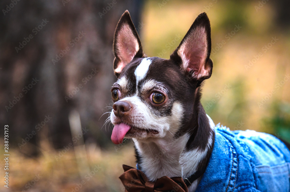 Portrait of a chihuahua on a forest background