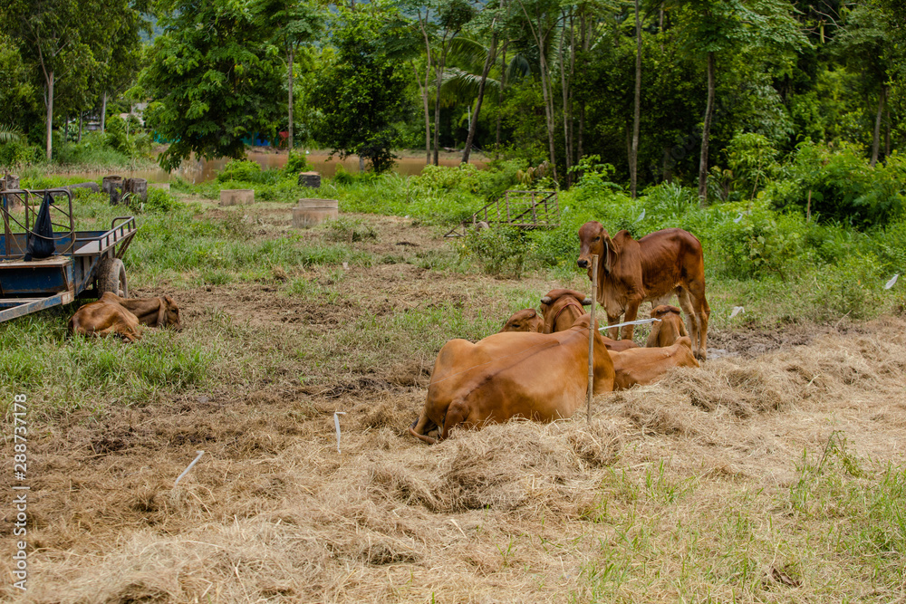 cow and ox sit on ground cow and ox sit on ground