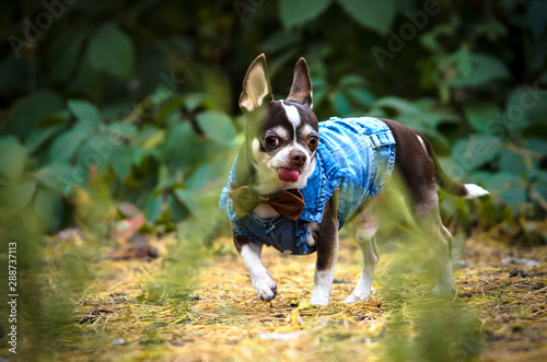 Fashionable chihuahua dog in clothes runs through the forest