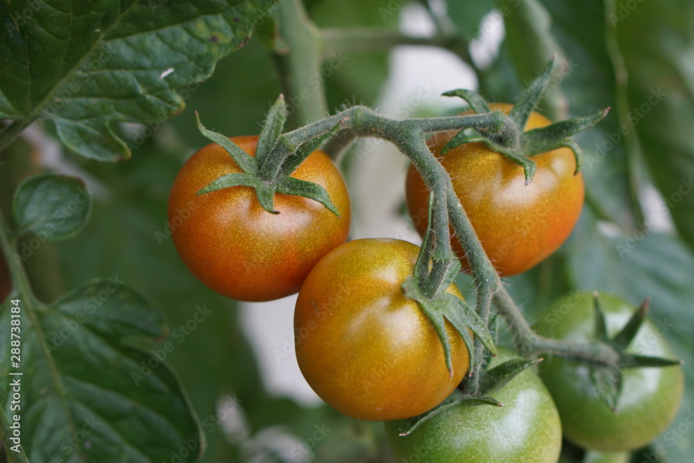 Tomaten im eigenen Garten