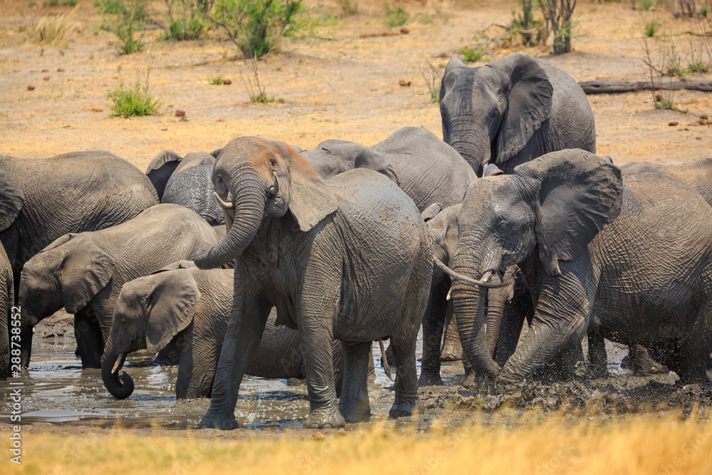 Fototapeta premium Elephants in Khaudum National Park - Namibia