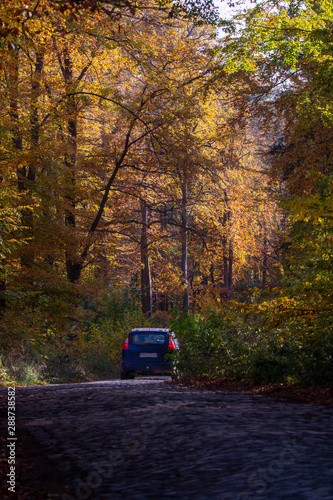 beech forest