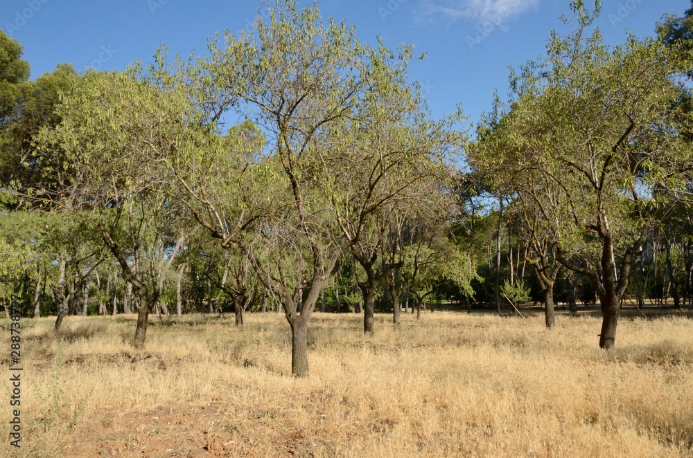 Trees on arid field Trees on arid field