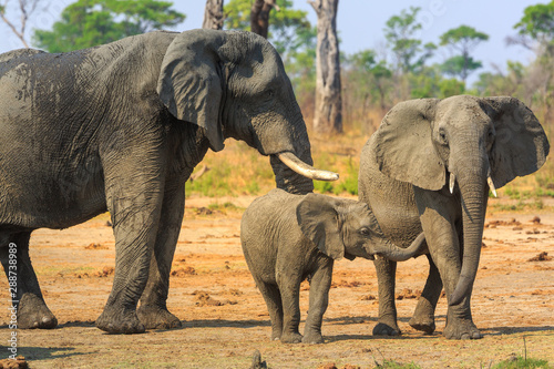 Elephants in Khaudum National Park - Namibia